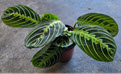 4" Maranta Lemon Prayer Plant